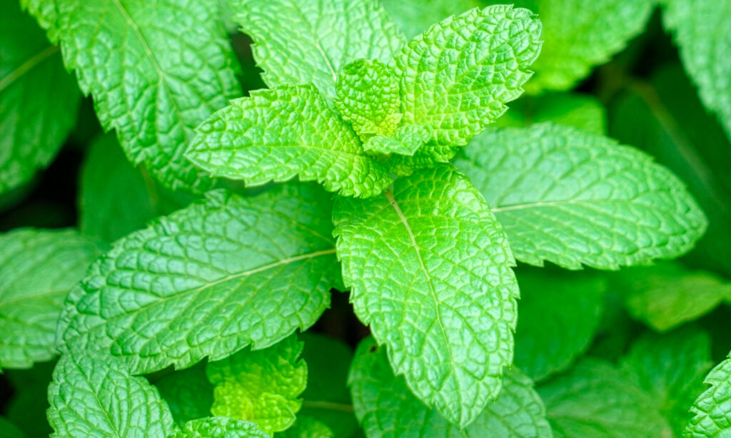 Variet&agrave; di menta per il Mojito